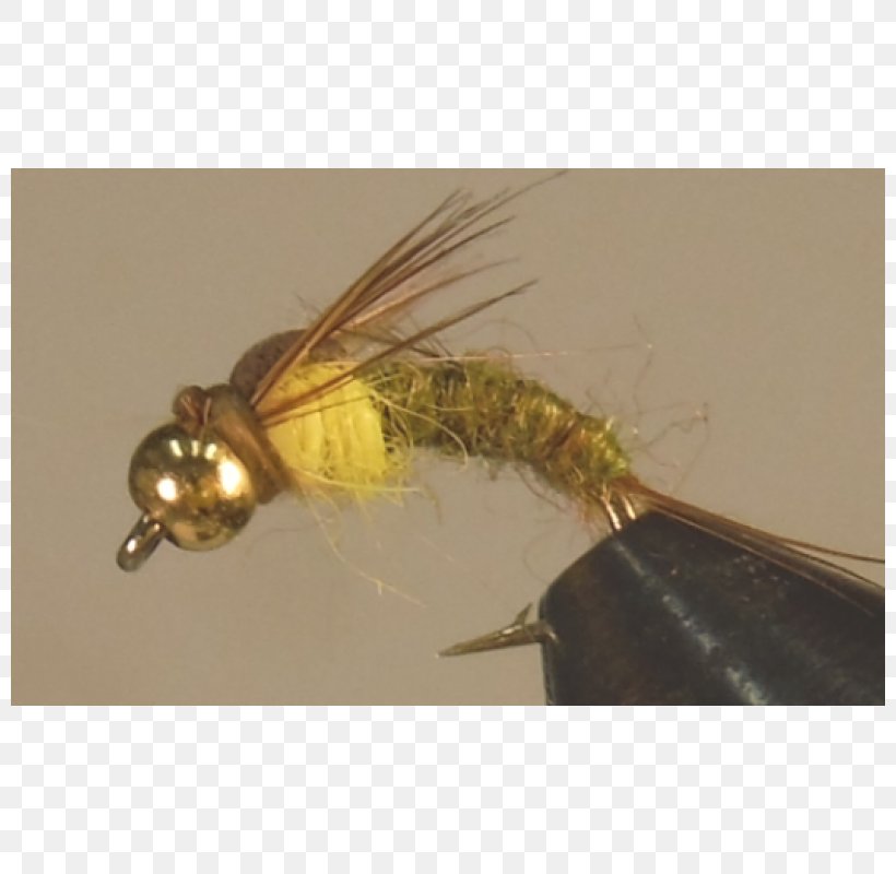 Insect Artificial Fly, PNG, 800x800px, Insect, Artificial Fly, Fly, Invertebrate, Membrane Winged Insect Download Free