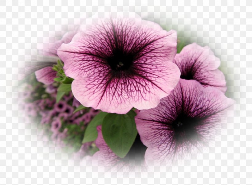 Petunia Annual Plant Seed Shock Wave Violet, PNG, 892x656px, Petunia, Annual Plant, Flower, Herbaceous Plant, Lilac Download Free