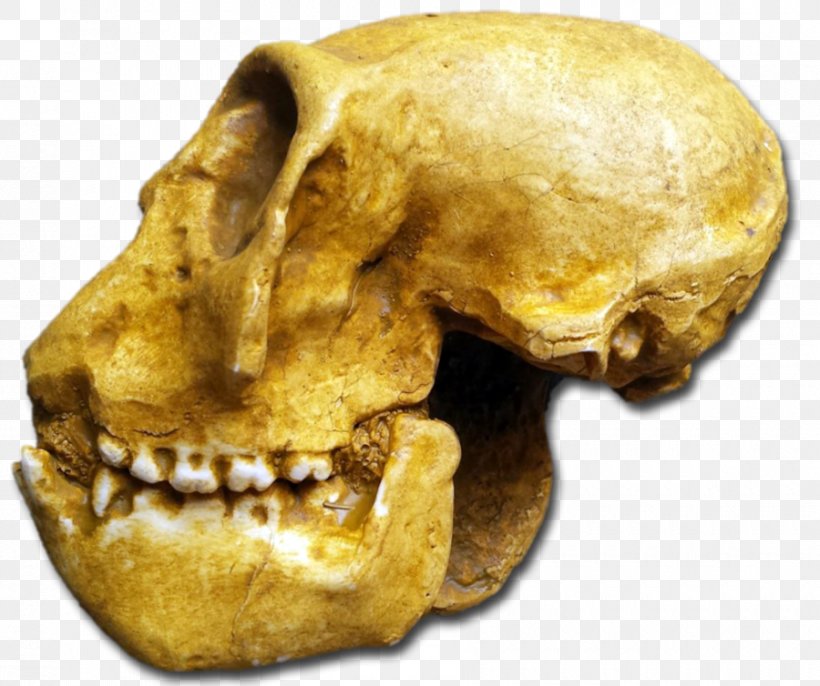Skull, PNG, 900x754px, Skull, Bone, Jaw Download Free