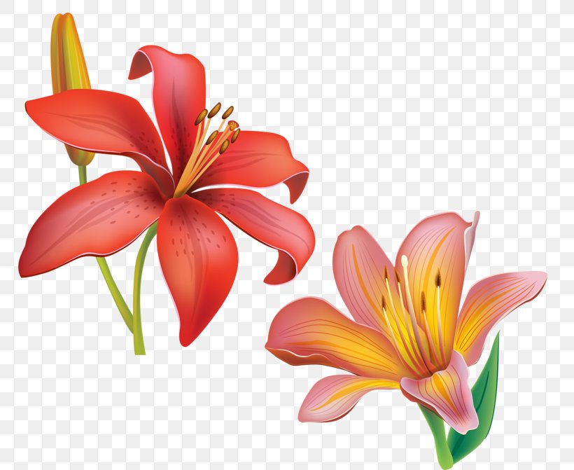 Cut Flowers Petal Daylily Lily M, PNG, 800x671px, Cut Flowers, Daylily, Flower, Flowering Plant, Lily Download Free