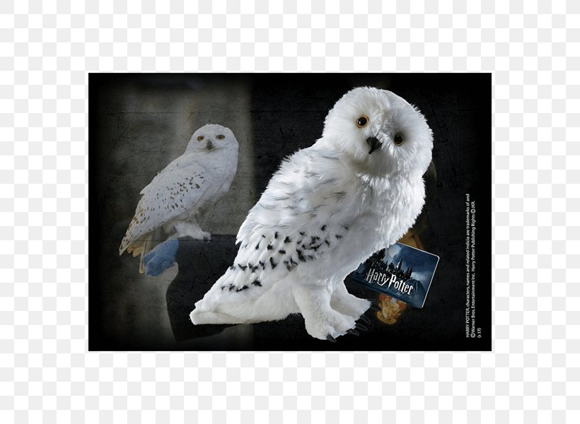 Hedwig Rubeus Hagrid Crookshanks Fictional Universe Of Harry Potter Hermione Granger, PNG, 600x600px, Hedwig, Beak, Bird, Bird Of Prey, Collectable Download Free