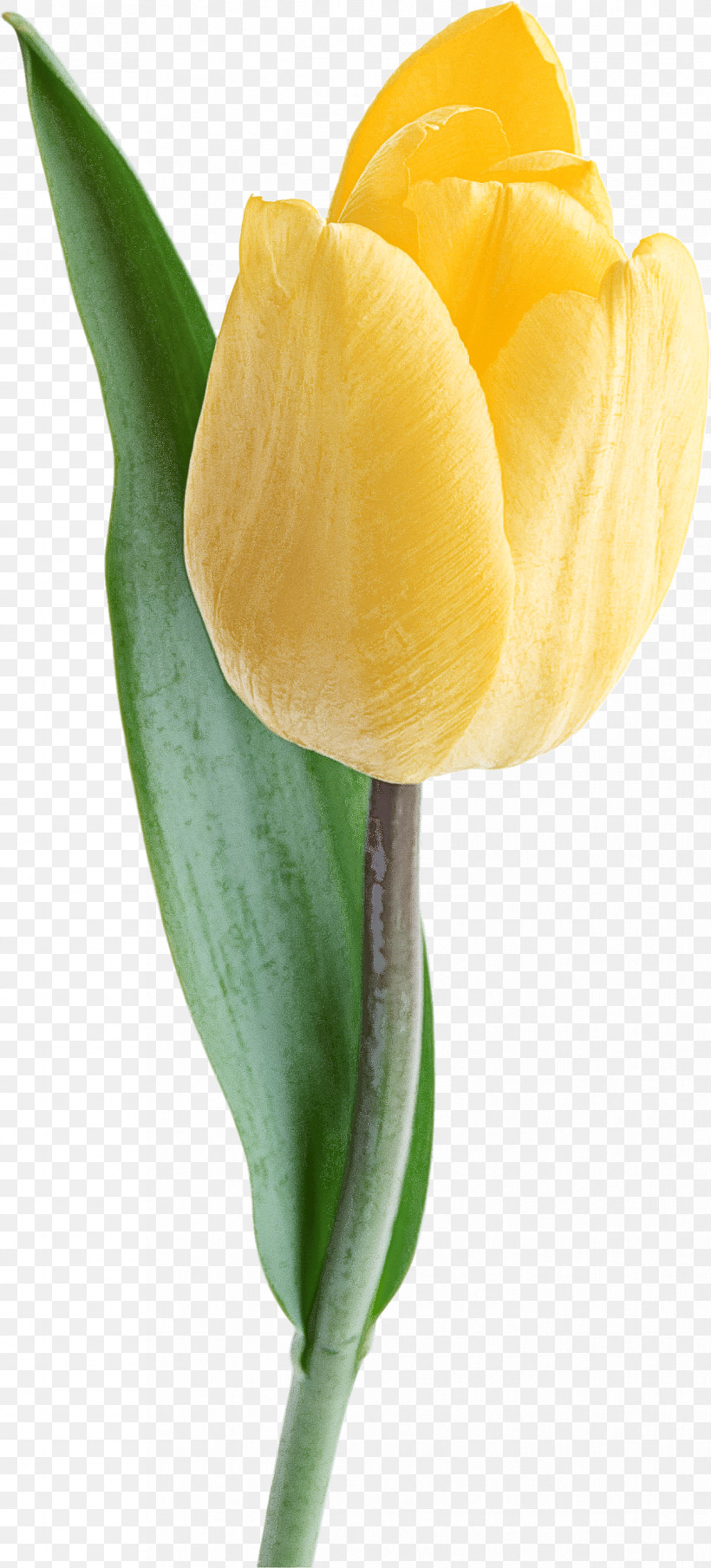 Tulip White Flower Yellow Petal, PNG, 1243x2742px, Tulip, Alismatales, Anthurium, Arum, Arum Family Download Free
