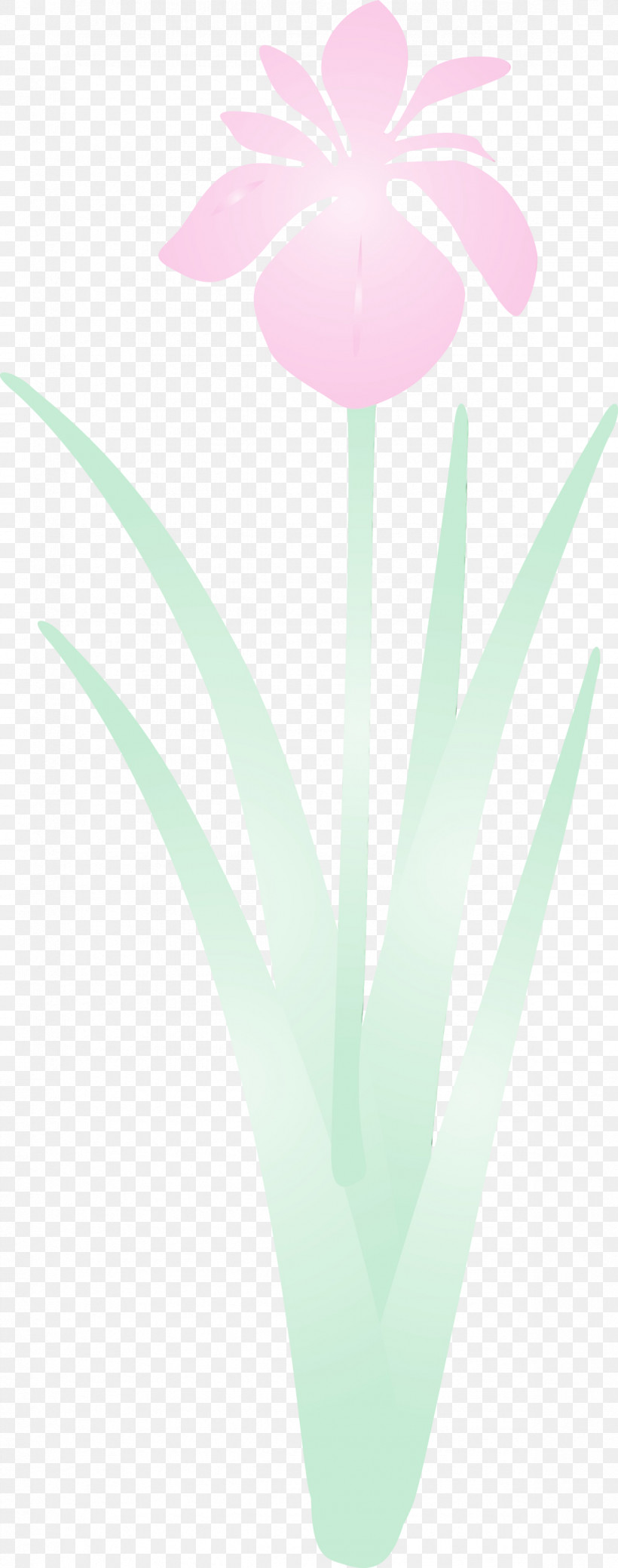 Turquoise Aqua Petal Plant Flower, PNG, 1183x3000px, Iris Flower, Aqua, Flower, Paint, Petal Download Free