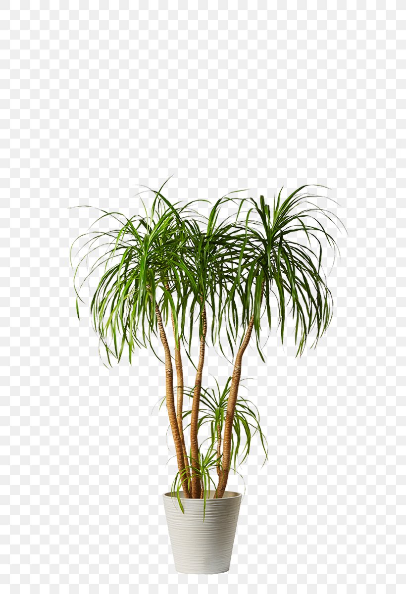Arecaceae Houseplant Dwarf Umbrella Tree Caryota Urens, PNG, 800x1200px, Arecaceae, Araliaceae, Arecales, Caryota, Caryota Urens Download Free