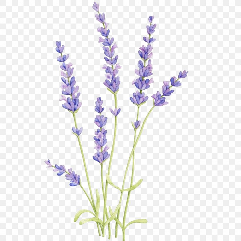 English Lavender Drawing Watercolor Painting Botanical Illustration Watercolor: Flowers, PNG, 1280x1280px, English Lavender, Botanical Illustration, Common Sage, Cut Flowers, Drawing Download Free