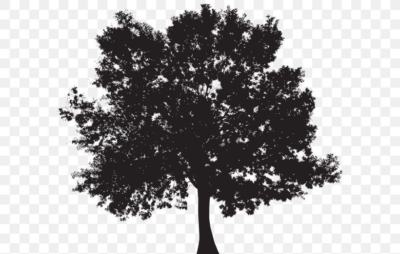 Tree Silhouette Clip Art, PNG, 600x522px, Tree, Black And White, Branch, Drawing, Leaf Download Free