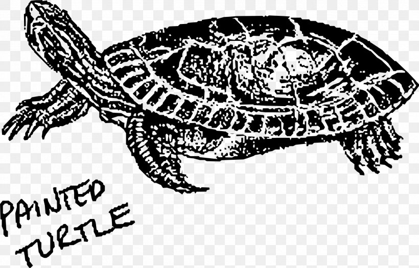 Painted Turtle Hawksbill Sea Turtle Green Sea Turtle Clip Art, PNG, 2006x1285px, Turtle, Art, Black And White, Bog Turtle, Box Turtle Download Free