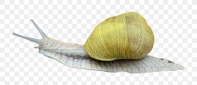 Snail Escargot Orthogastropoda Clip Art, PNG, 900x391px, Snail, Animal, Cockle, Escargot, Gastropods Download Free