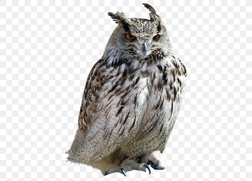 Tawny Owl Little Owl, PNG, 440x589px, Owl, Beak, Bird, Bird Of Prey, Deviantart Download Free