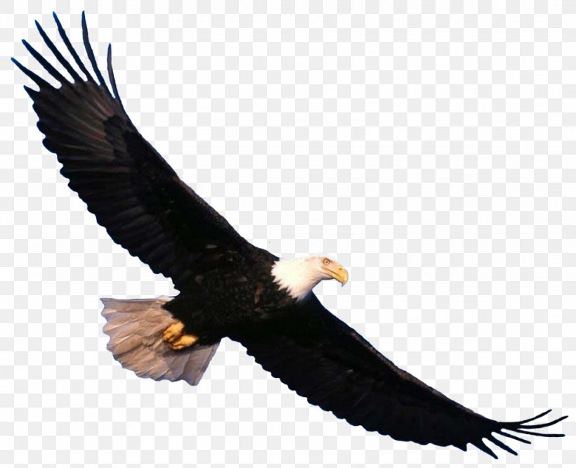 Bald Eagle Bird Clip Art, PNG, 1024x832px, Bald Eagle, Accipitriformes, Beak, Bird, Bird Of Prey Download Free