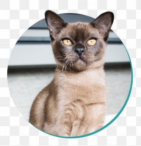 Kitten - Burmese Cat Thai Cat Tonkinese Cat Kitten Korat PNG