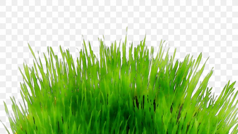 Sticker Wall Grasses Meadow Decal, PNG, 1920x1080px, Sticker, Adhesive, Chrysopogon Zizanioides, Decal, Flowering Plant Download Free