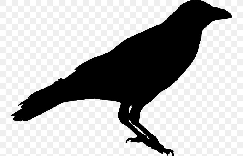 American Crow Carrion Crow Common Raven Silhouette, PNG, 749x527px, American Crow, Beak, Bird, Black And White, Cape Crow Download Free
