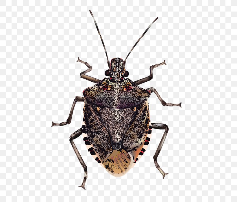 Insect Brown Marmorated Stink Bug True Bugs, PNG, 500x700px, Beetle, Arthropod, Bed Bug, Brown Marmorated Stink Bug, Computer Software Download Free