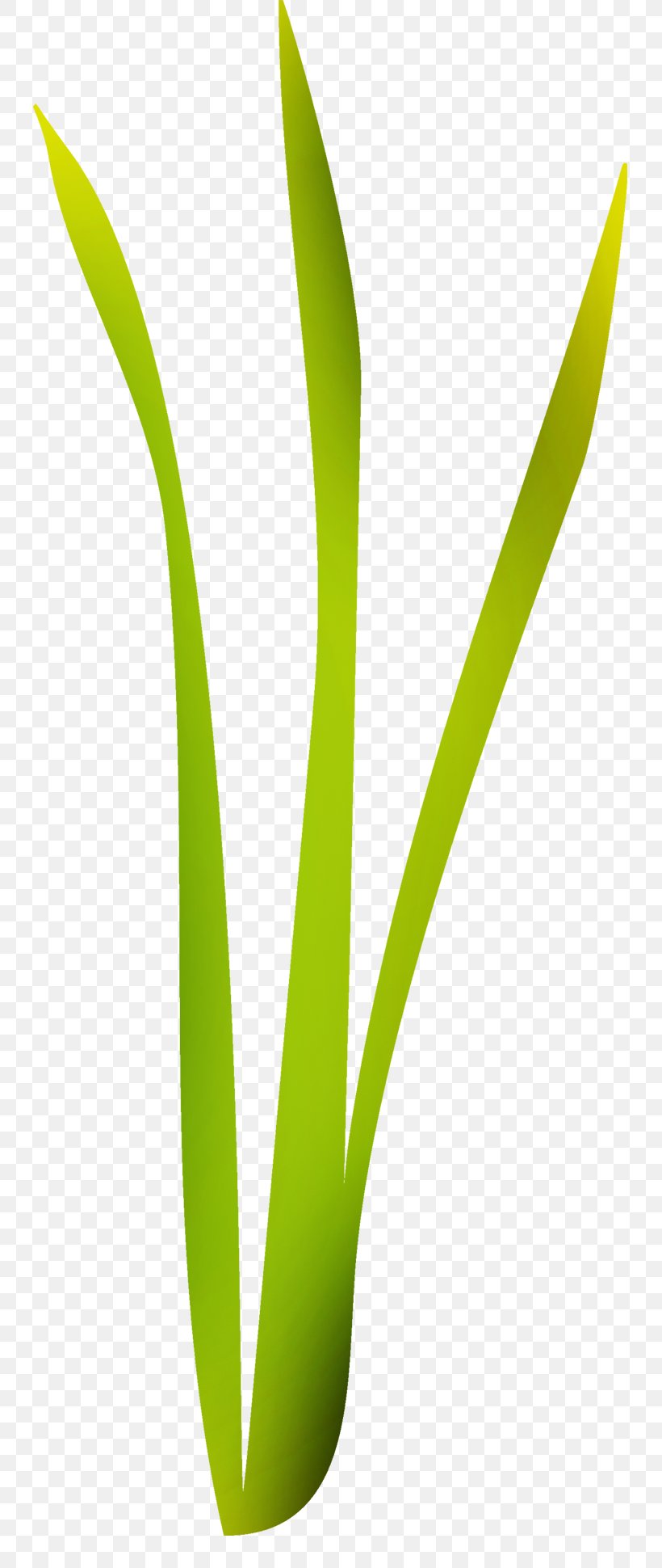 Leaf Graphics Plant Stem Grasses Flower, PNG, 800x1940px, Leaf, Flower, Grass, Grass Family, Grasses Download Free
