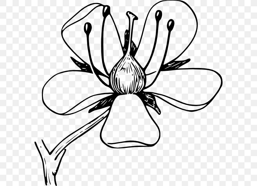 Plant Stem Flower Science Botany, PNG, 600x596px, Plant, Artwork, Biology, Black And White, Botany Download Free
