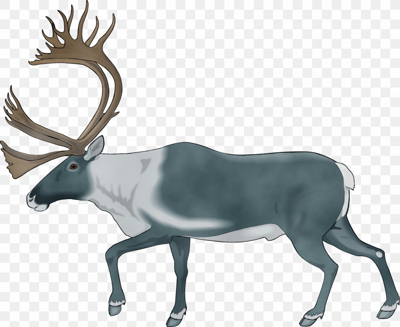 Reindeer, PNG, 1979x1622px, Watercolor, Antelope, Antler, Barren Ground Caribou, Deer Download Free