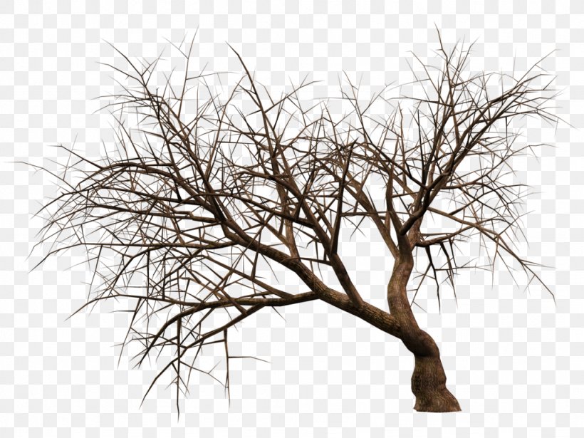 3D Rendering Tree Plant, PNG, 1024x768px, 3d Computer Graphics, 3d Rendering, Addition, Black And White, Branch Download Free