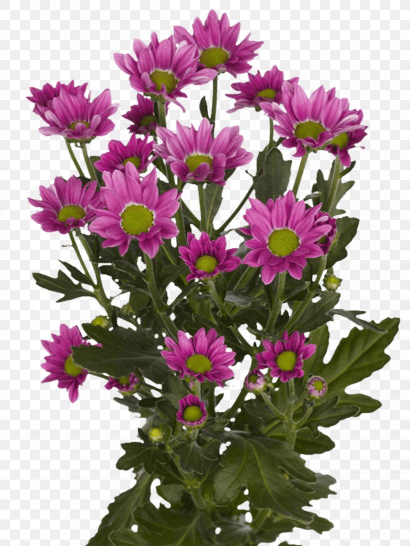 Chrysanthemum Aster Cut Flowers Royal Van Zanten Limonium Sinuatum, PNG, 1200x1600px, Chrysanthemum, Annual Plant, Aster, Bouvardia, Chrysanths Download Free