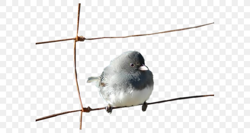 House Sparrow Bird Moineau, PNG, 611x436px, Sparrow, Animation, Beak, Bird, Chickadee Download Free