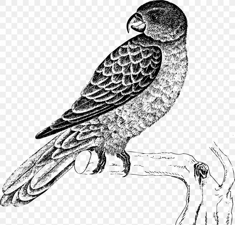 Parrot Lovebird Drawing, PNG, 2400x2295px, Parrot, Artwork, Beak, Bird, Bird Of Prey Download Free