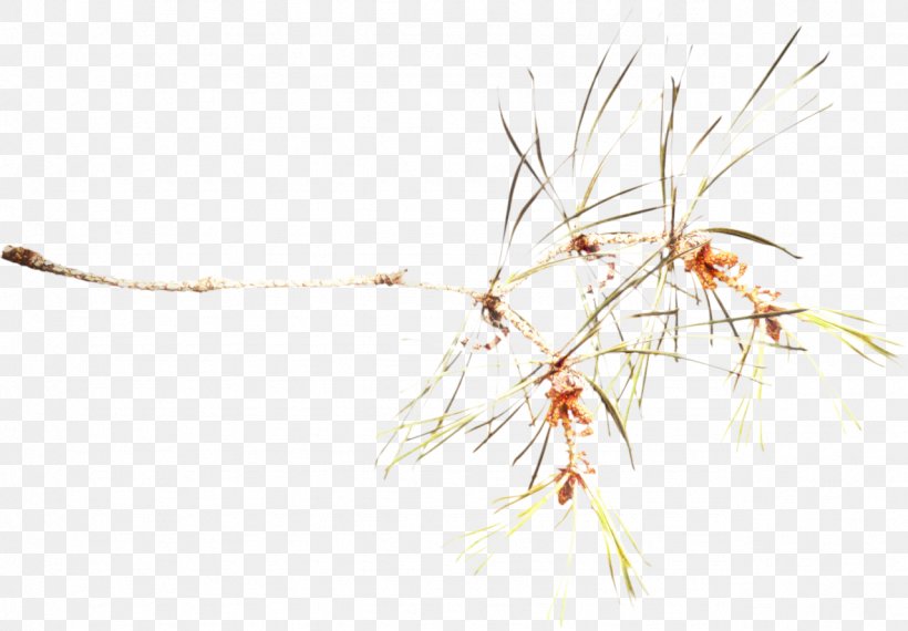 Twig Background, PNG, 1279x890px, Twig, Branch, Flower, Grass, Grasses Download Free