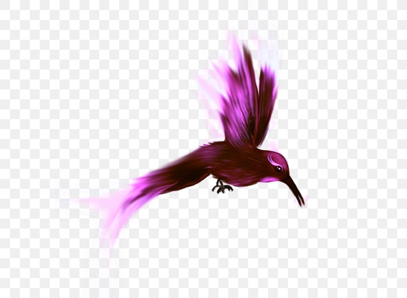 Bird Nest Parrot Beak, PNG, 600x600px, Bird, American Crow, Beak, Bird Nest, Feather Download Free