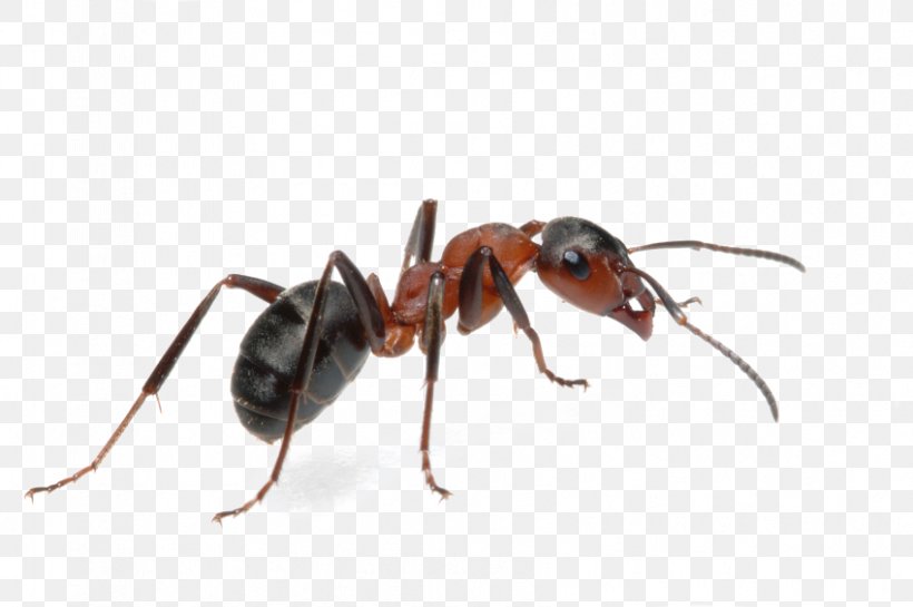 Black Garden Ant Tapinoma Sessile Pest Control, PNG, 849x565px, Ant, Ant Colony, Argentine Ant, Arthropod, Banded Sugar Ant Download Free