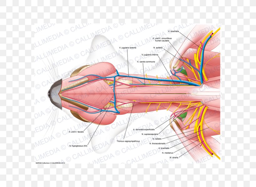 Nerve Muscle Neck Anatomy Ventraal, PNG, 600x600px, Watercolor, Cartoon, Flower, Frame, Heart Download Free