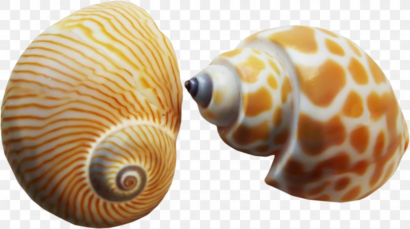 Seashell Nautilidae Conchology Painting Mollusc Shell, PNG, 1945x1087px, Seashell, Art, Beach, Conch, Conchology Download Free