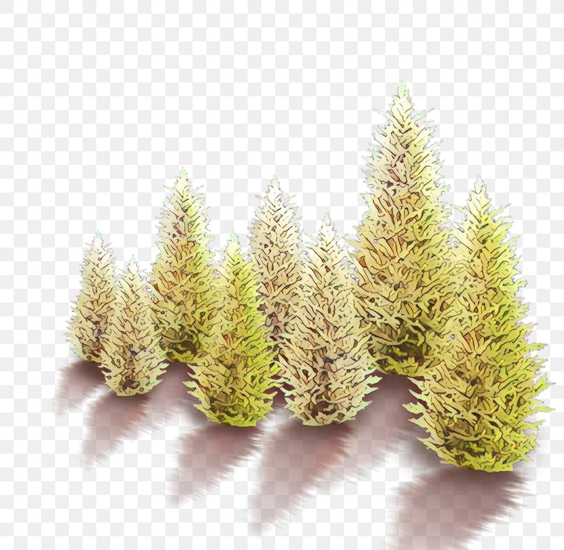 Family Tree Background, PNG, 800x800px, Cartoon, American Larch, Flower, Grass, Grasses Download Free