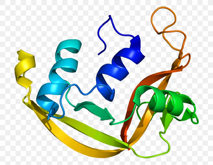 Pancreatic Ribonuclease Eosinophil-derived Neurotoxin Ribonuclease T1, PNG, 760x634px, Ribonuclease, Artwork, Catalysis, Clostridium Botulinum, Endonuclease Download Free