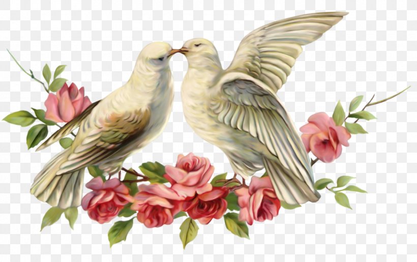 Columbidae Valentine's Day Bird Wedding Typical Pigeons, PNG, 1280x805px, Columbidae, Beak, Bird, Fauna, Feather Download Free
