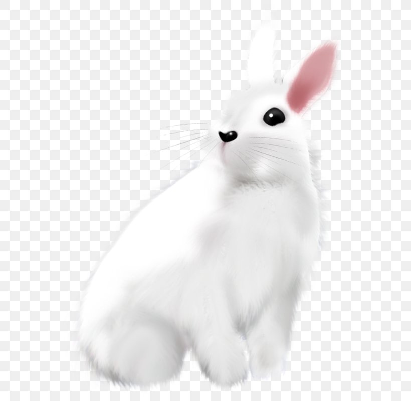 Domestic Rabbit Easter Bunny Hare White, PNG, 566x800px, Domestic Rabbit, Animal, Animation, Black And White, Cat Download Free