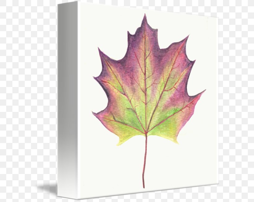 Maple Leaf Tree Plant, PNG, 606x650px, Maple Leaf, Leaf, Maple, Plant, Tree Download Free