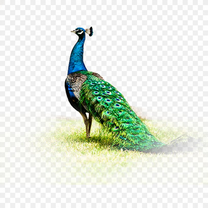Peafowl Fenghuang, PNG, 937x938px, Peafowl, Asiatic Peafowl, Beak, Bird, Chinoiserie Download Free