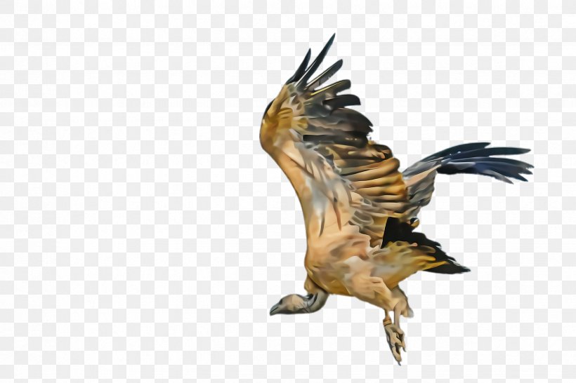 Bird Bird Of Prey Eagle Golden Eagle Accipitridae, PNG, 2448x1632px, Bird, Accipitridae, Beak, Bird Of Prey, Eagle Download Free