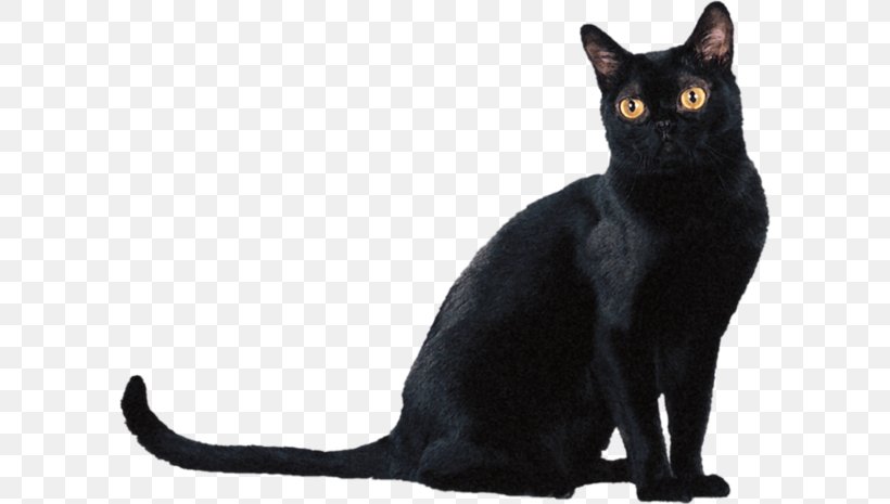 Bombay Cat American Shorthair British Shorthair Burmese Cat Brazilian Shorthair, PNG, 600x465px, Bombay Cat, American Curl, American Shorthair, American Wirehair, Asian Download Free