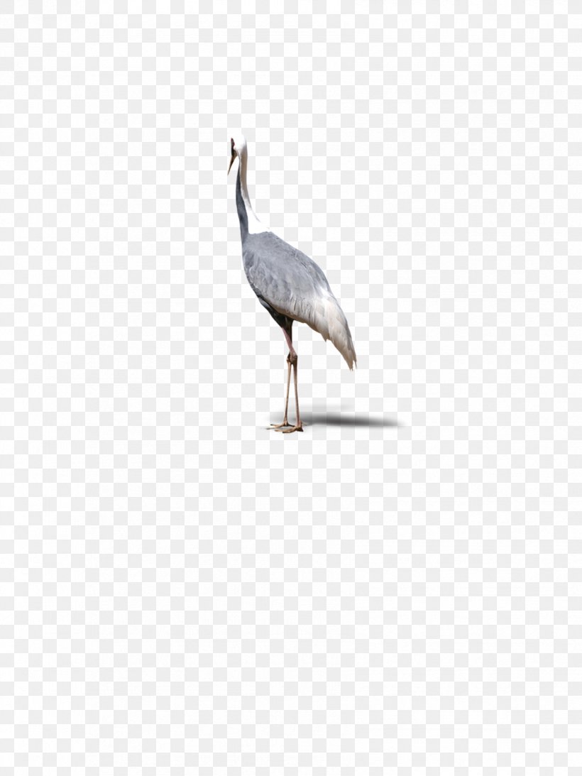 Crane Water Bird Beak Seabird, PNG, 1701x2268px, Crane, Beak, Bird, Crane Like Bird, Fauna Download Free