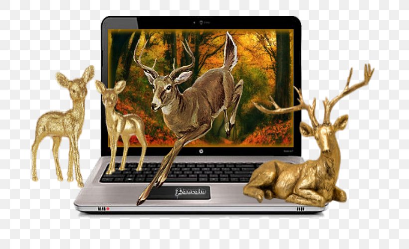 Deer Hewlett-Packard Technology HP Pavilion Wildlife, PNG, 700x500px, Deer, Hewlettpackard, Hp Pavilion, Technology, Wildlife Download Free