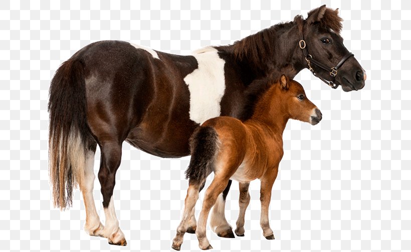 Foal Stallion Uelzener Versicherungen Mustang Pony, PNG, 650x504px, Foal, Accident, Assurer, Colt, Equestrian Download Free