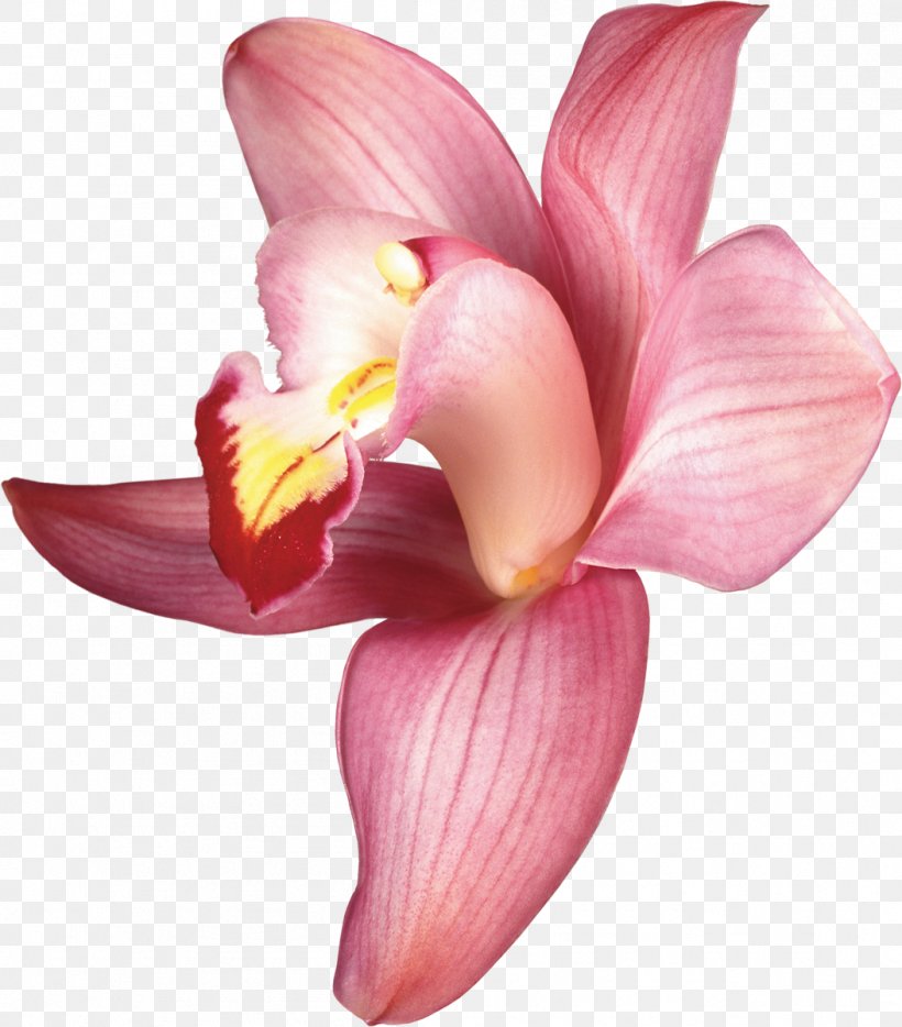 Orchids Clip Art, PNG, 1053x1200px, Orchids, Animation, Canna Lily, Cut Flowers, Digital Image Download Free