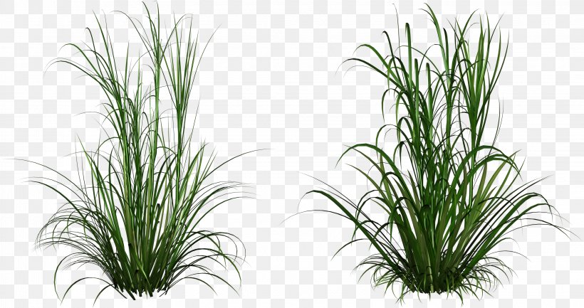 Ornamental Grass Clip Art, PNG, 3247x1715px, Ornamental Grass, Alpha Compositing, Ammophila, Aquarium Decor, Chrysopogon Zizanioides Download Free