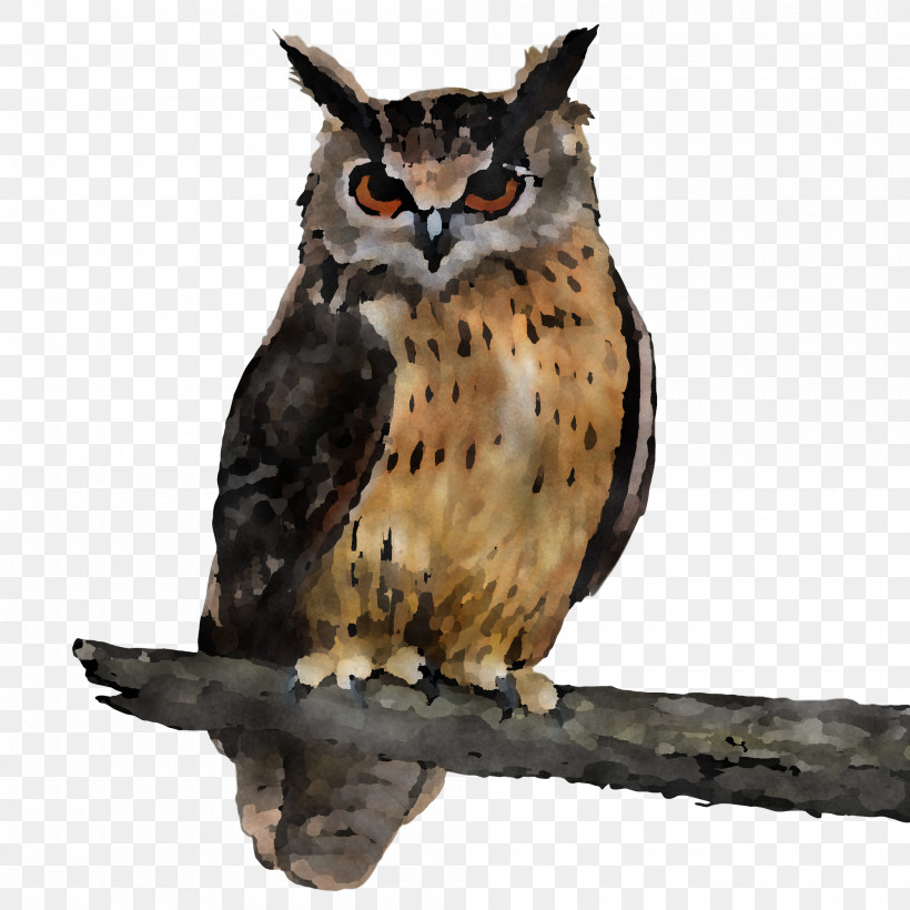 Owl Bird Bird Of Prey Eastern Screech Owl Wildlife, PNG, 2000x2000px, Owl, Beak, Bird, Bird Of Prey, Cartoon Download Free
