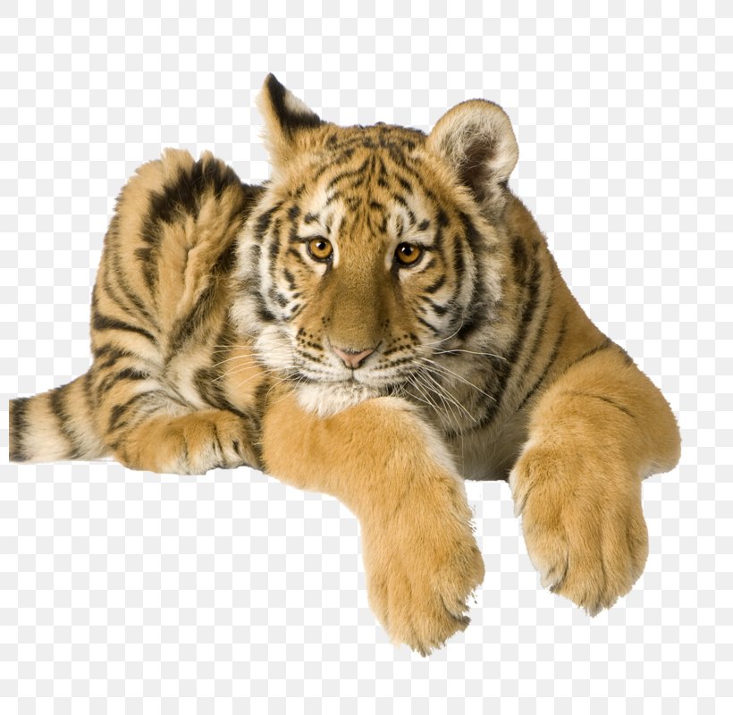 Tiger Lion Cat Penguin, PNG, 800x800px, Tiger, Animal, Big Cats, Carnivoran, Cat Download Free