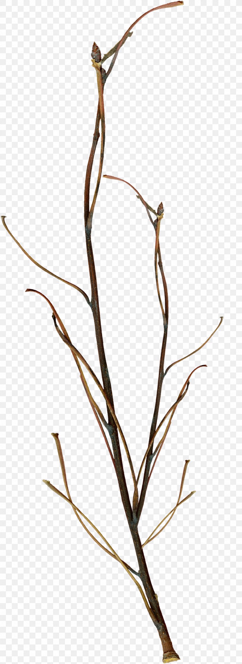 Twig Branch Leaf, PNG, 1024x2806px, Twig, Bit, Branch, Digital Photo Frame, Flora Download Free