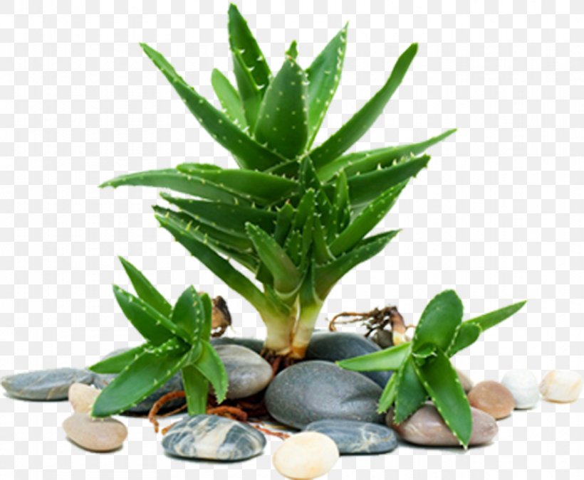 Aloe Vera Light Aloe Emodin Succulent Plant, PNG, 911x750px, Aloe Vera, Agave, Aloe, Aloe Emodin, Anthraquinone Download Free