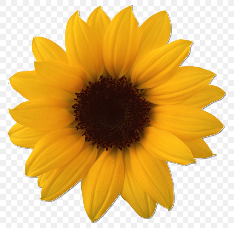Common Sunflower Clip Art Image, PNG, 800x798px, Common Sunflower, Daisy Family, Flower, Flowering Plant, Image File Formats Download Free