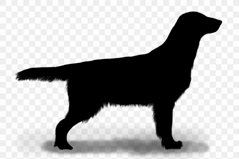 Flat-coated Retriever Labrador Retriever Dog Breed Puppy, PNG, 907x602px, Flatcoated Retriever, Breed, Canidae, Carnivore, Dog Download Free