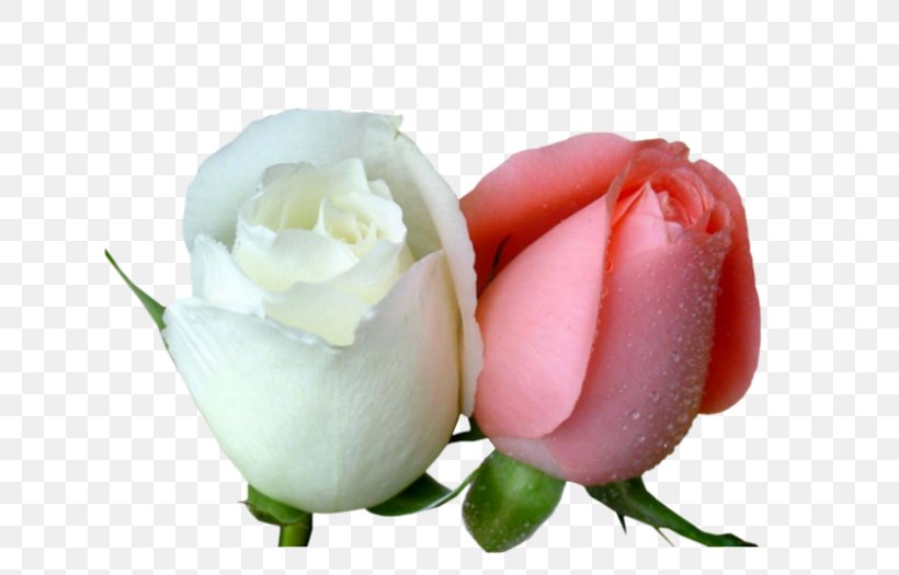 Garden Roses Desktop Wallpaper Flower Love Wallpaper, PNG, 700x525px, 2016, Garden Roses, Bud, Close Up, Cut Flowers Download Free